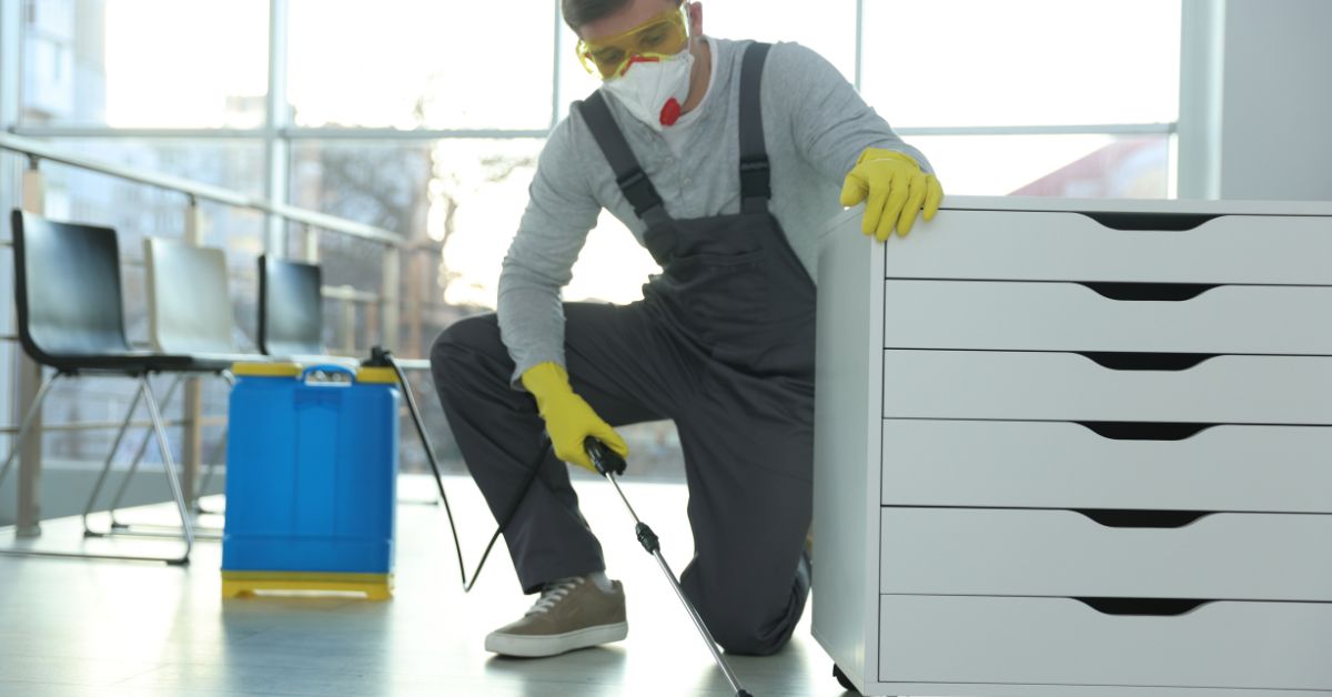 Control de plagas en Ceuta: cuándo contratarlo y cómo proteger tu vivienda o negocio